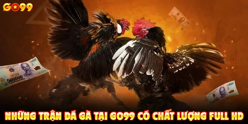 Những trận đá gà tại GO99 có chất lượng Full HD