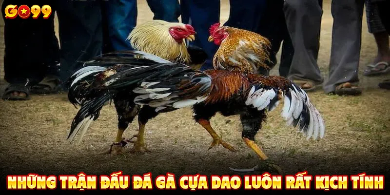 Những trận đấu đá gà cựa dao luôn rất kịch tính